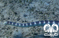 گونه مار دریایی آراسته Ornate Sea Snake